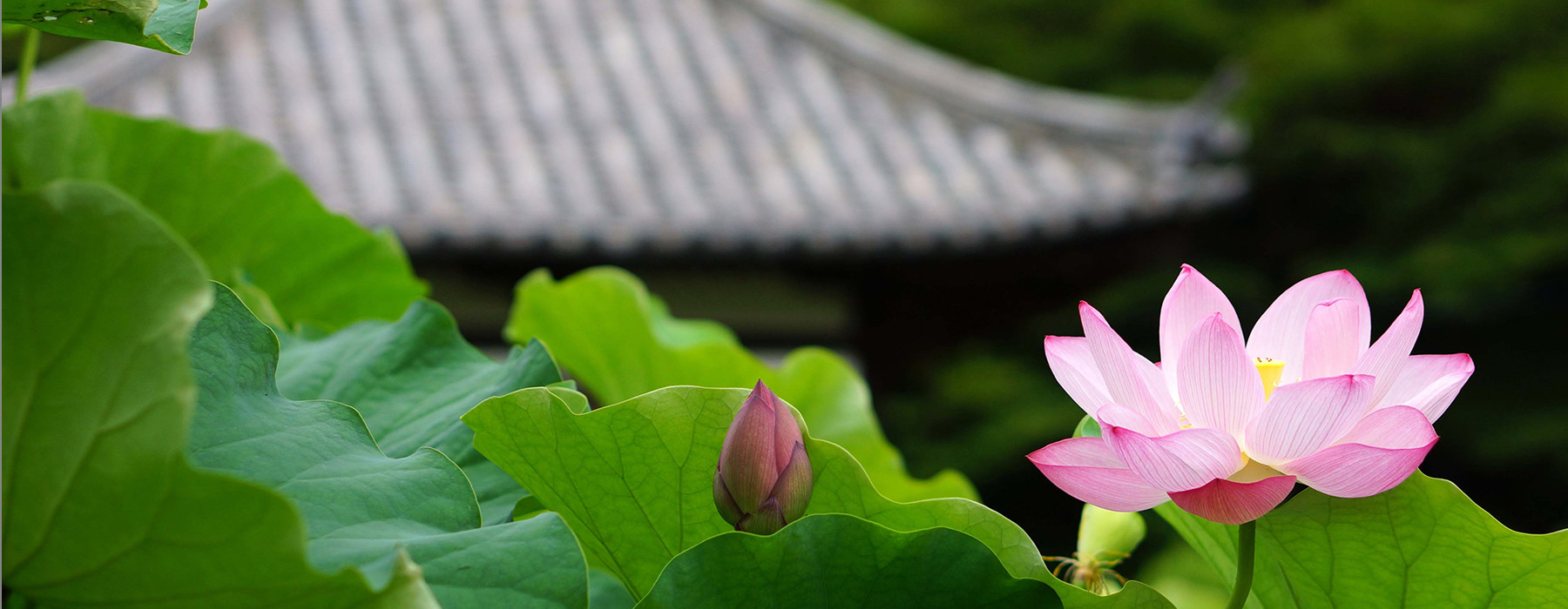 宗教法人法伝寺